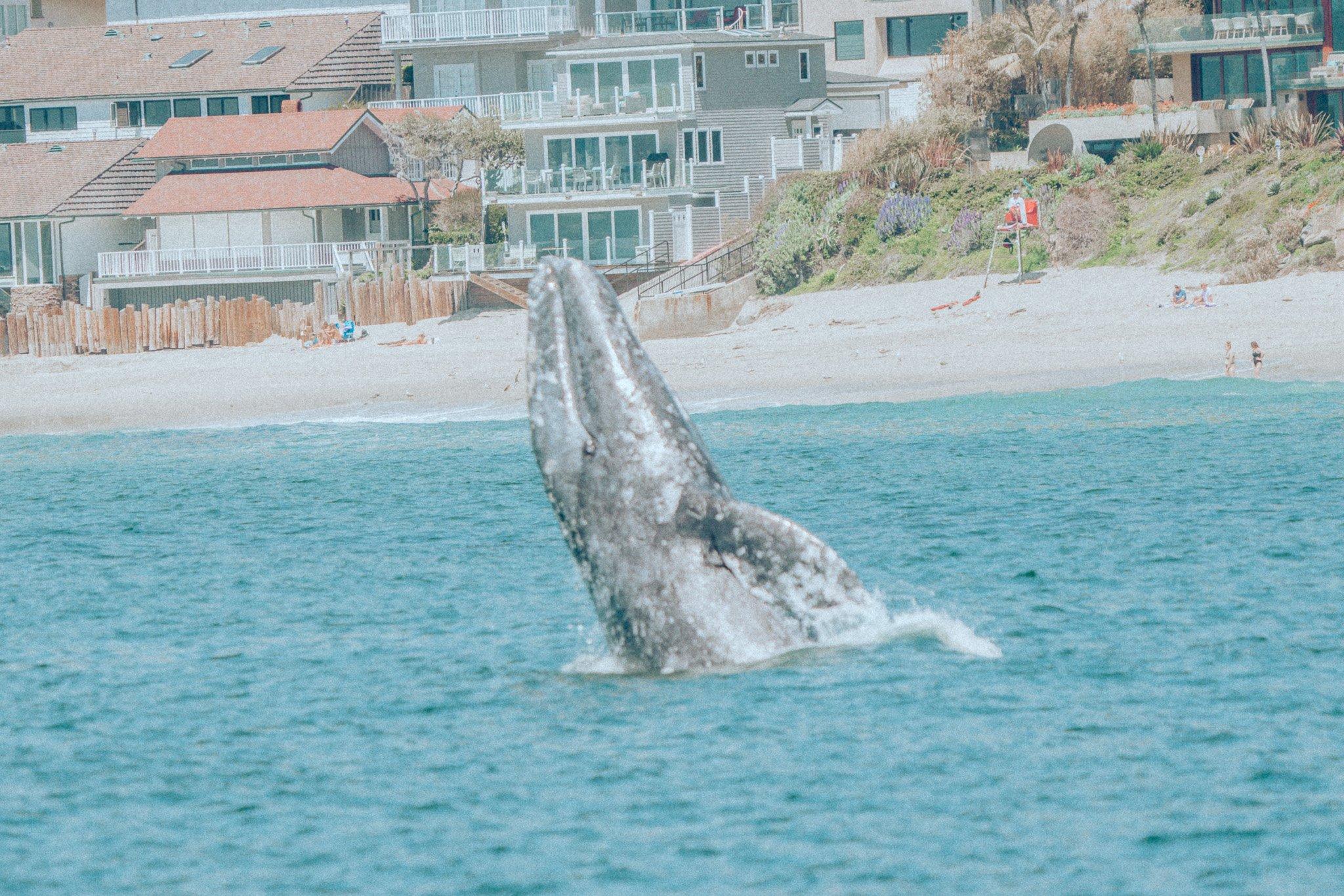 WHALE Watching Tours with Dana Wharf